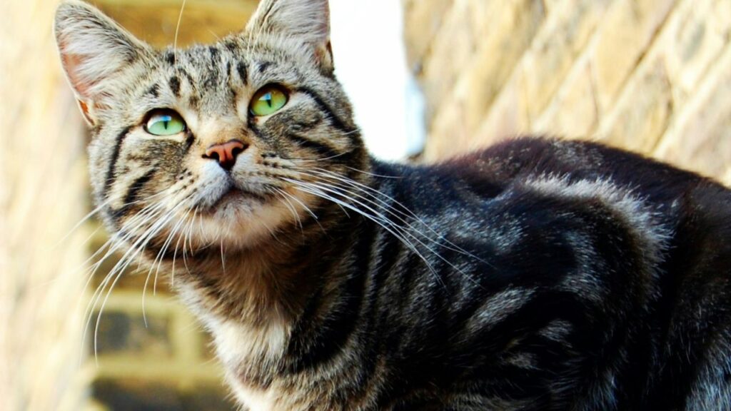 Tabby Cat