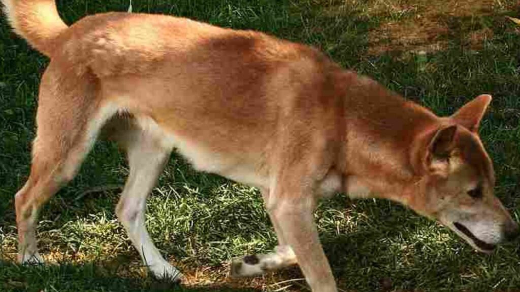 New Guinea Singing Dog