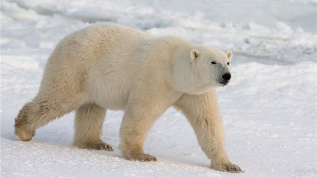 Polar Bear