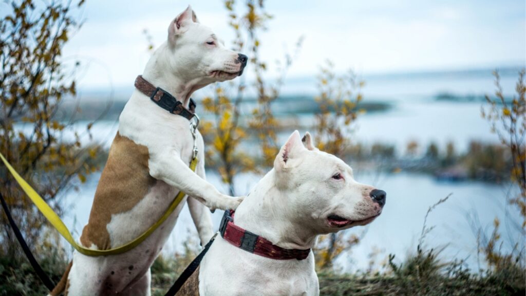 Dogo Argentino