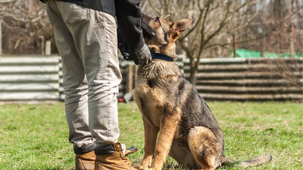 German Shepherd