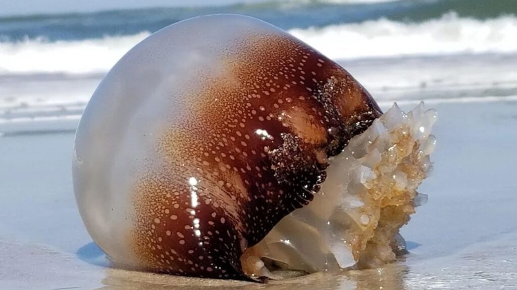 A Cannonball Jellyfish