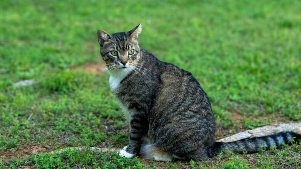 Tabby cat