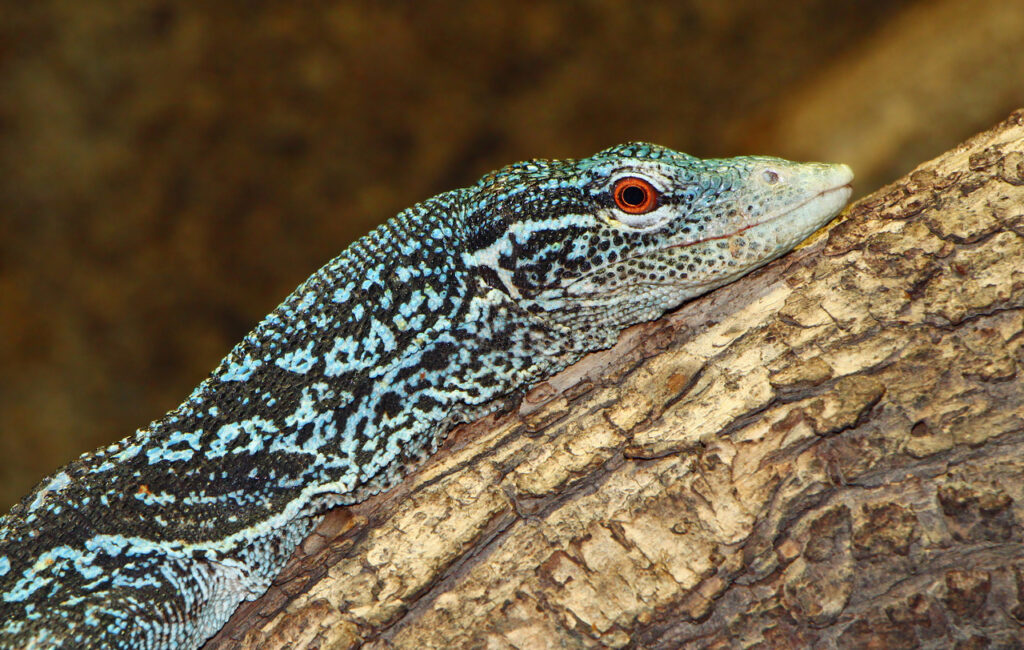 blue tree monitor
