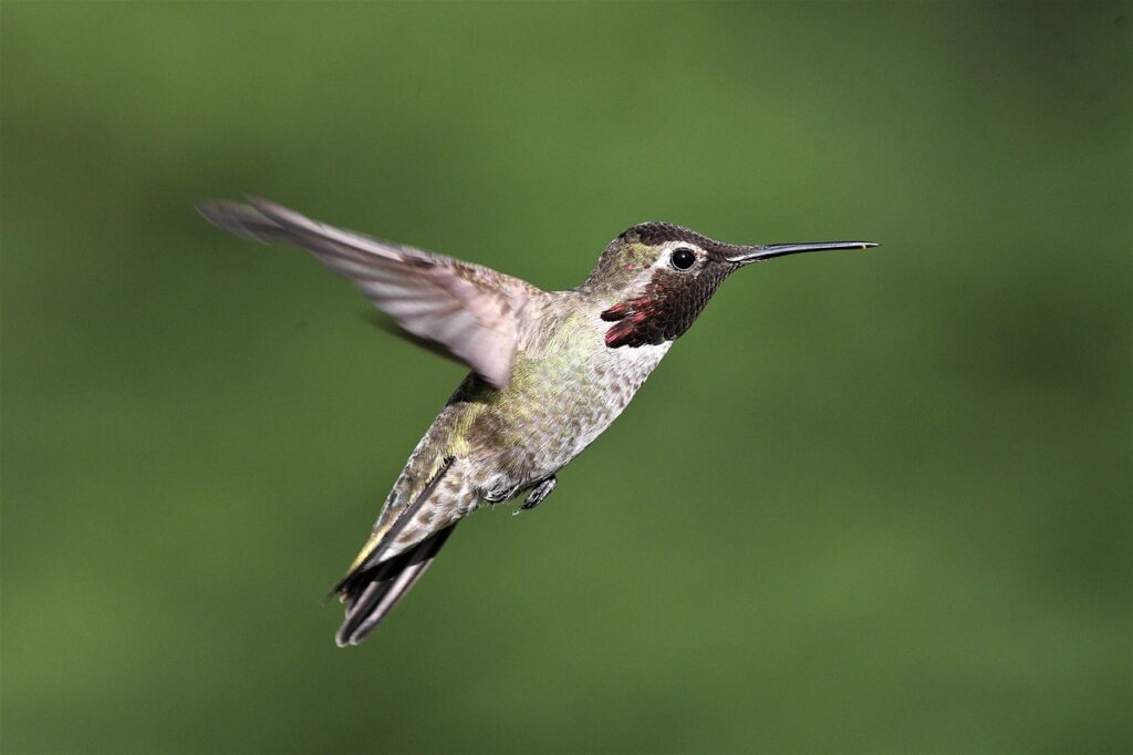 A hummingbird