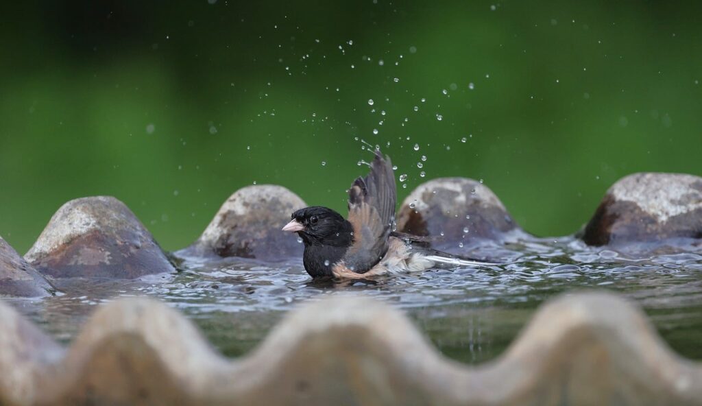 Bird bathing