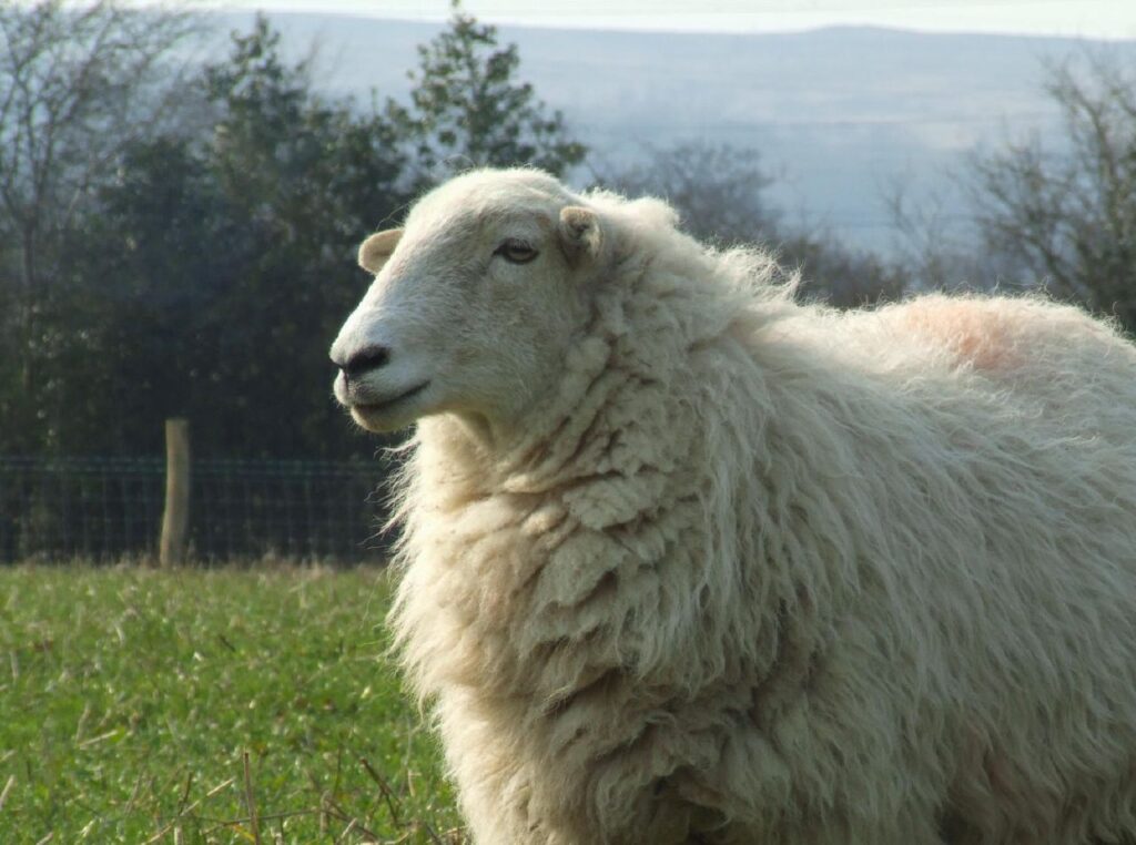 White_Welsh_Mountain_sheep