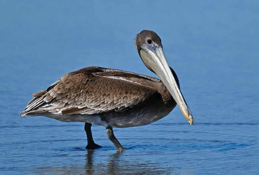  A Brown Pelican