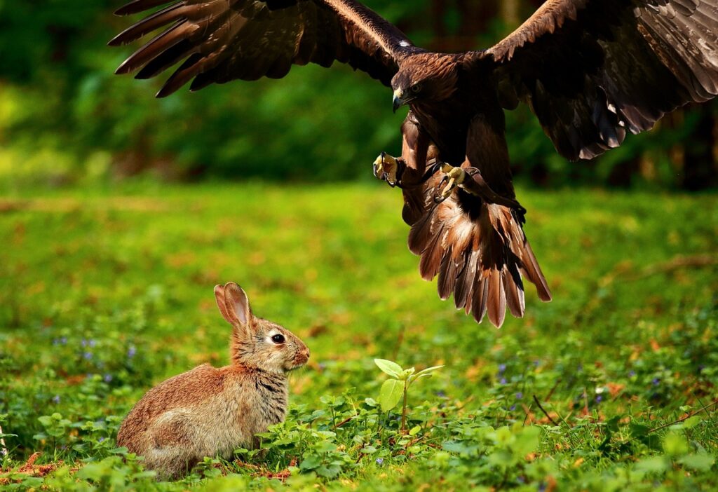 Eagle food