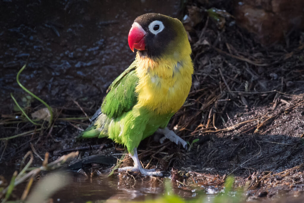 Yellow-collared_Lovebird_(27582137244)-2