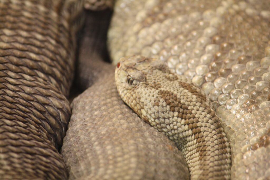 YucatanNeotropicalRattlesnake_CincinnatiZoo-2