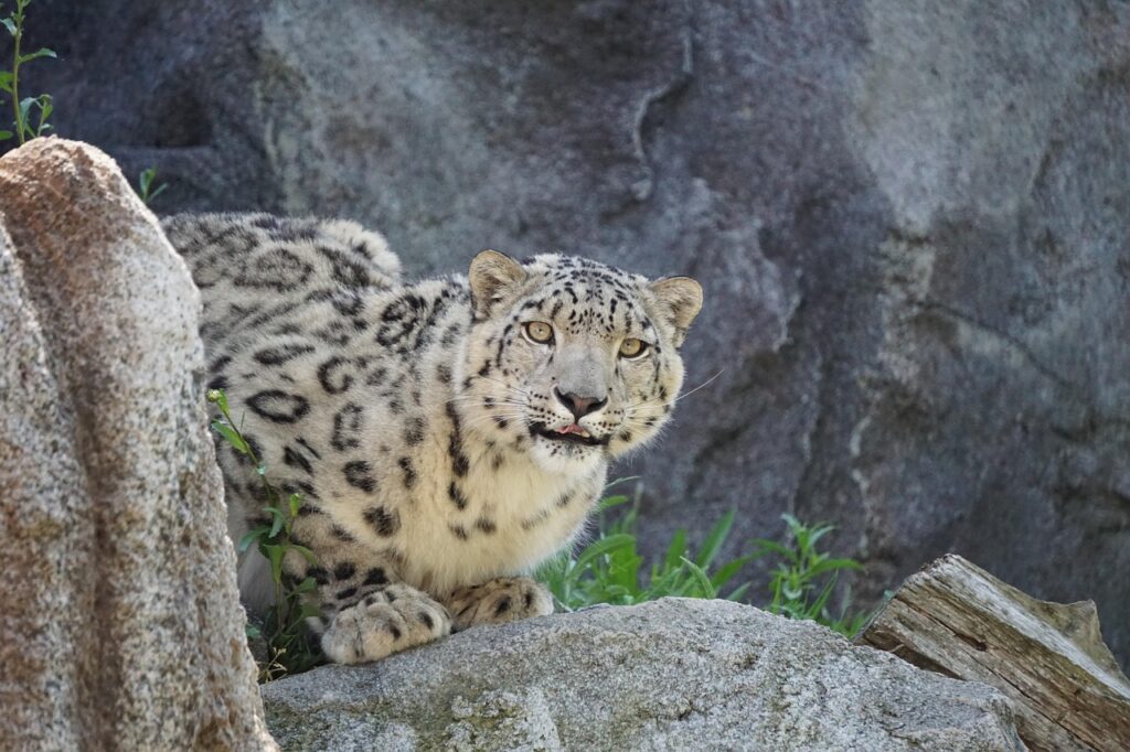 Snow Leopard
