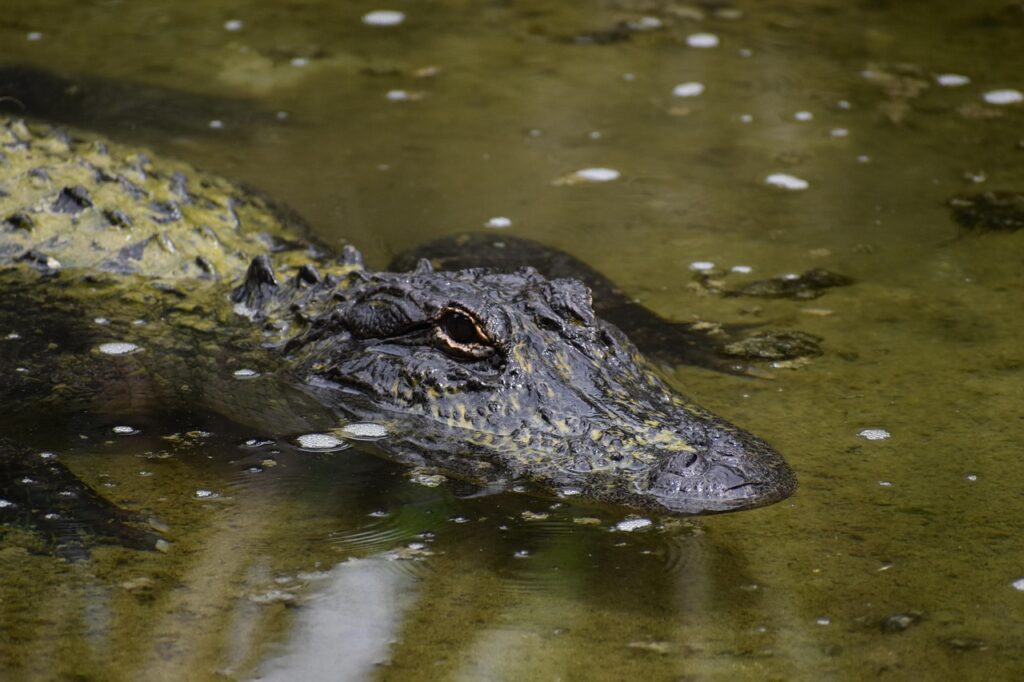 American Alligator