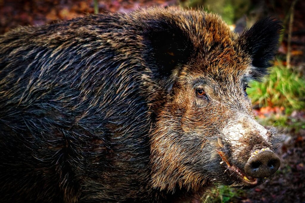 Wild boar in forest