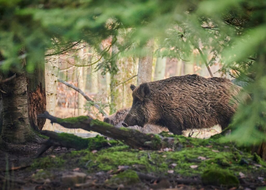 Wild boar in forest