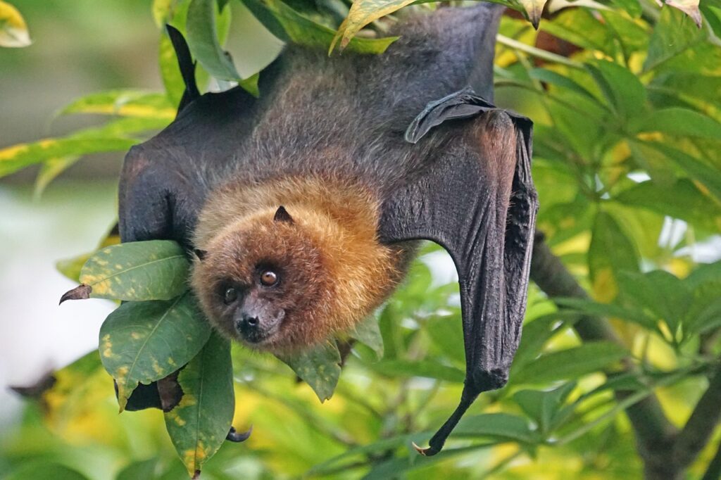 Bat