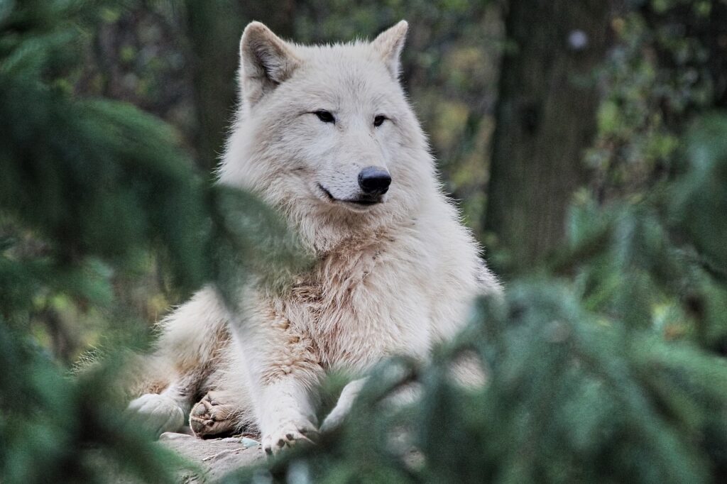 arctic-wolf-5961985_1280