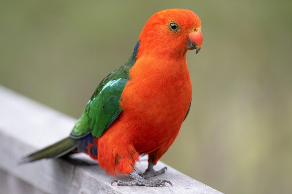 australian-king-parrot-7748188_1280