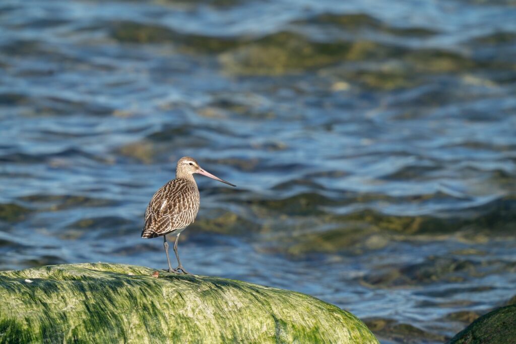 bar-tailed-godwit-4559693_1280