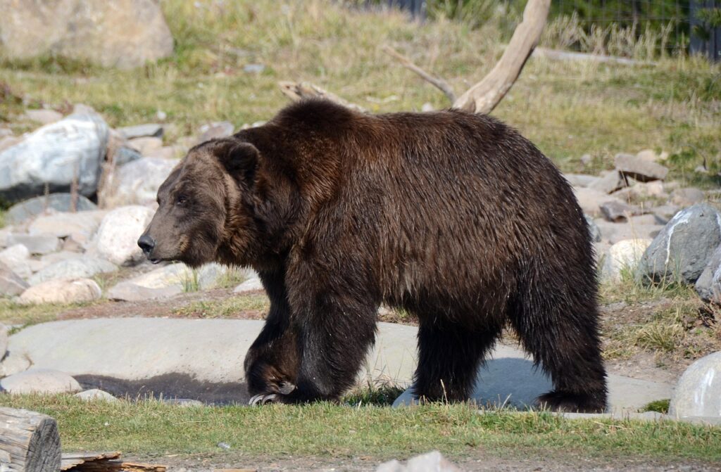 Montana's Bob Marshall Wilderness