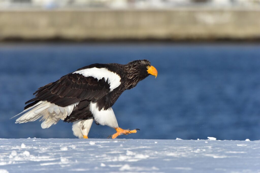 Steller's Sea Eagle
