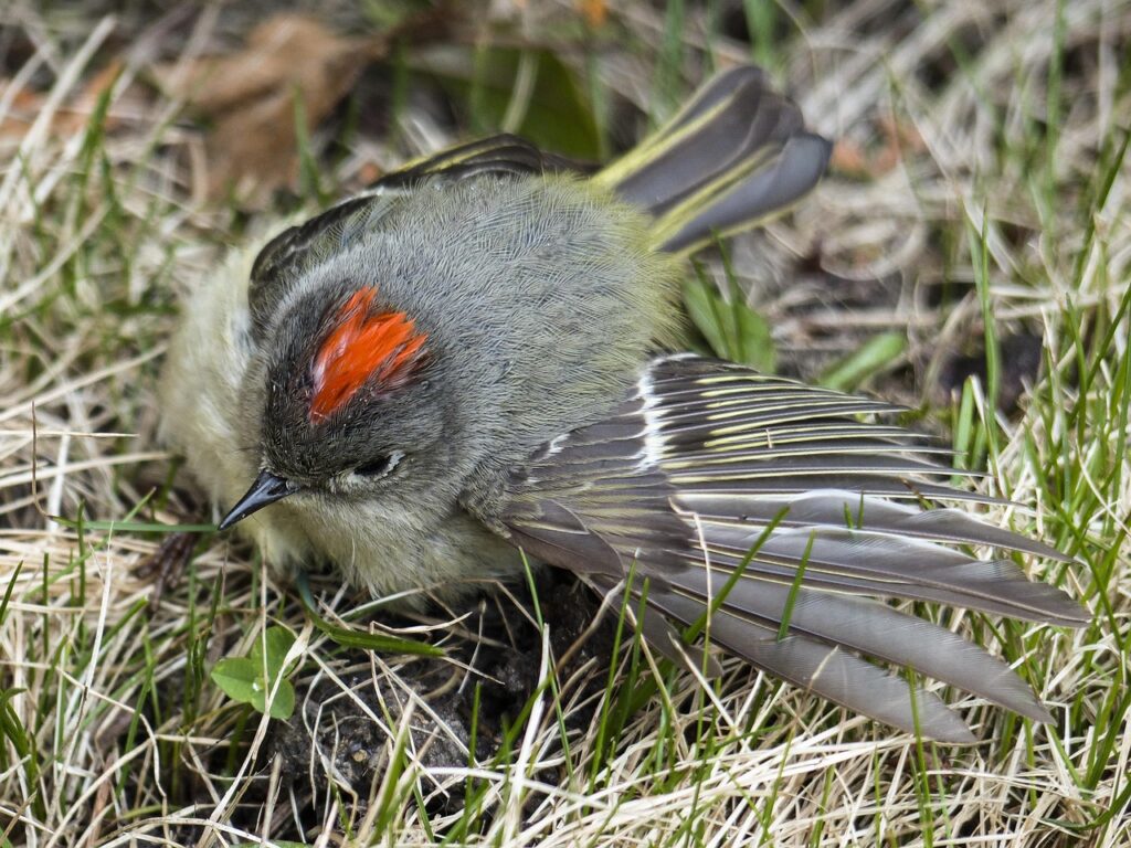 ruby crowned kinglet