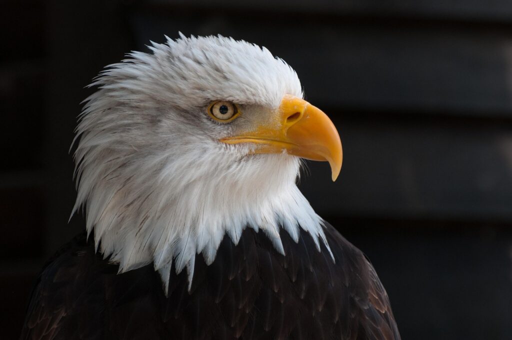 Heroic Eagle Rescue