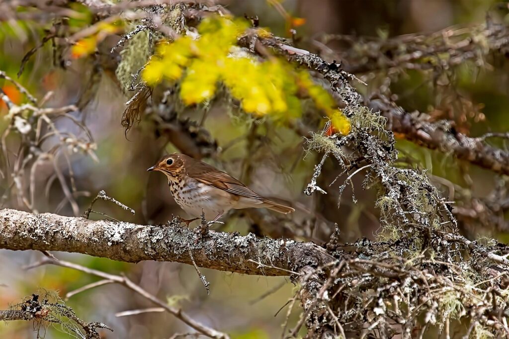 Swainson’s Thrush
