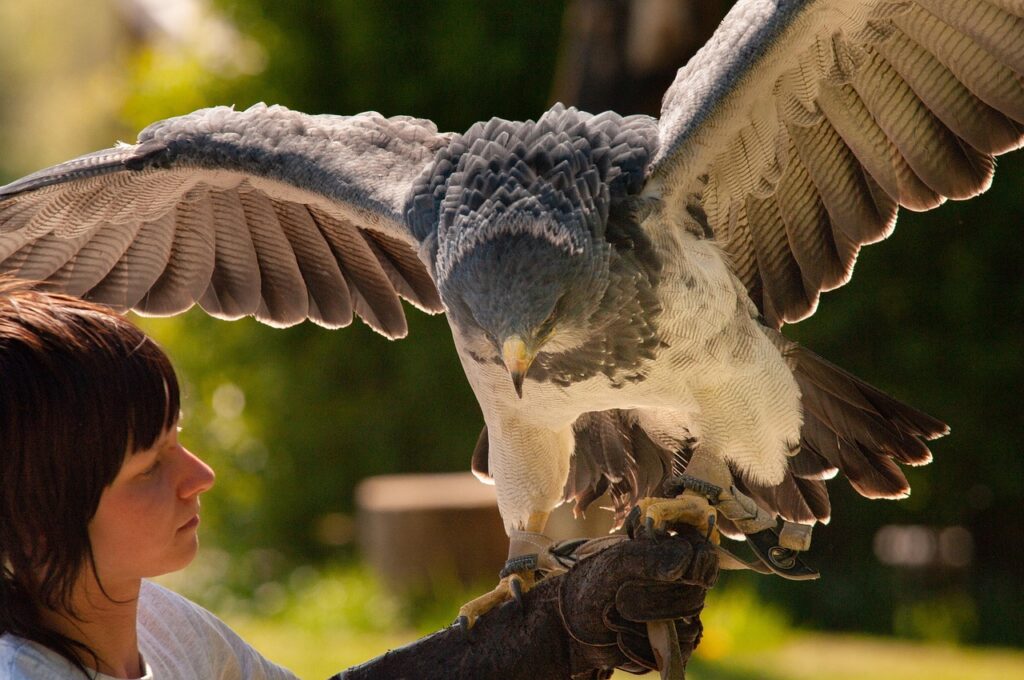 Harpy Eagle
