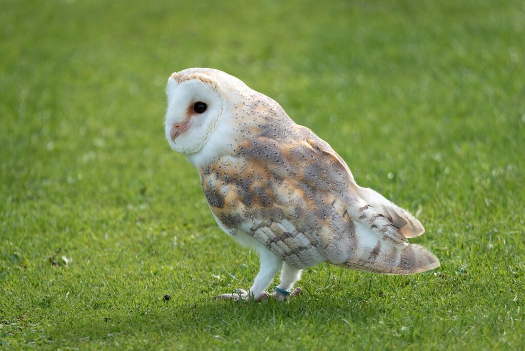 Barn Owl