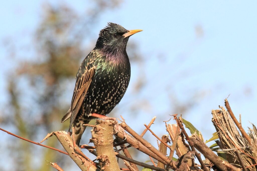 european starling