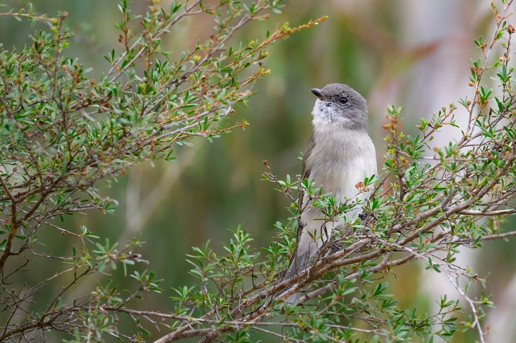 Grey Shrike-thrush