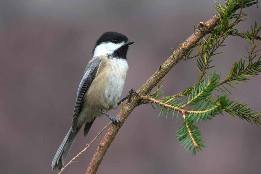 black-capped-chickadee-7494630_1280