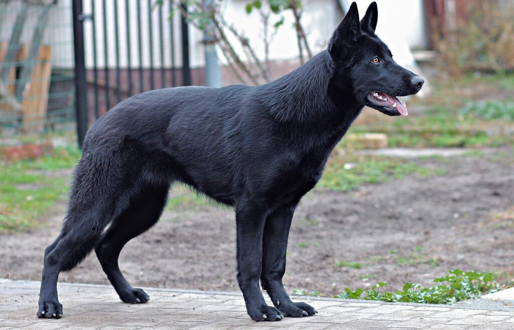 The Black German Shepherd