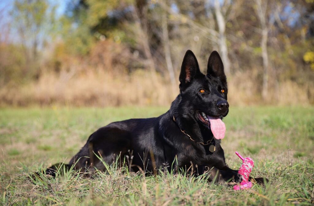 The Black German Shepherd