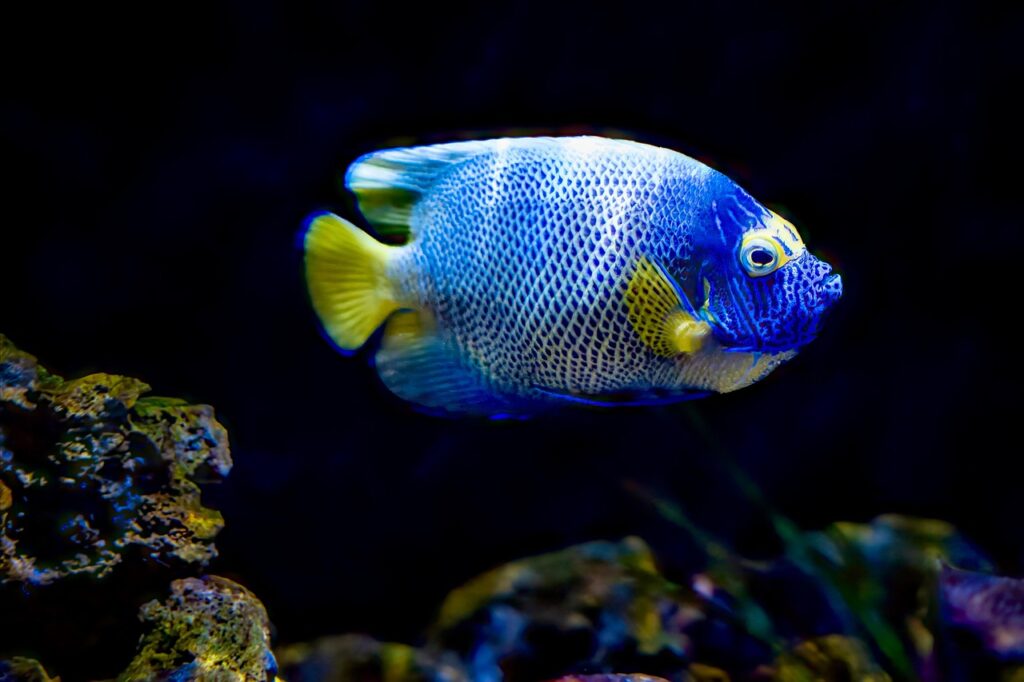 Angelfish