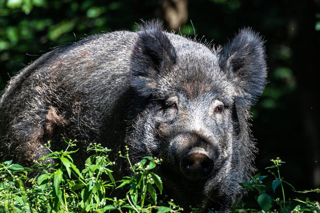 Wild boar in forest