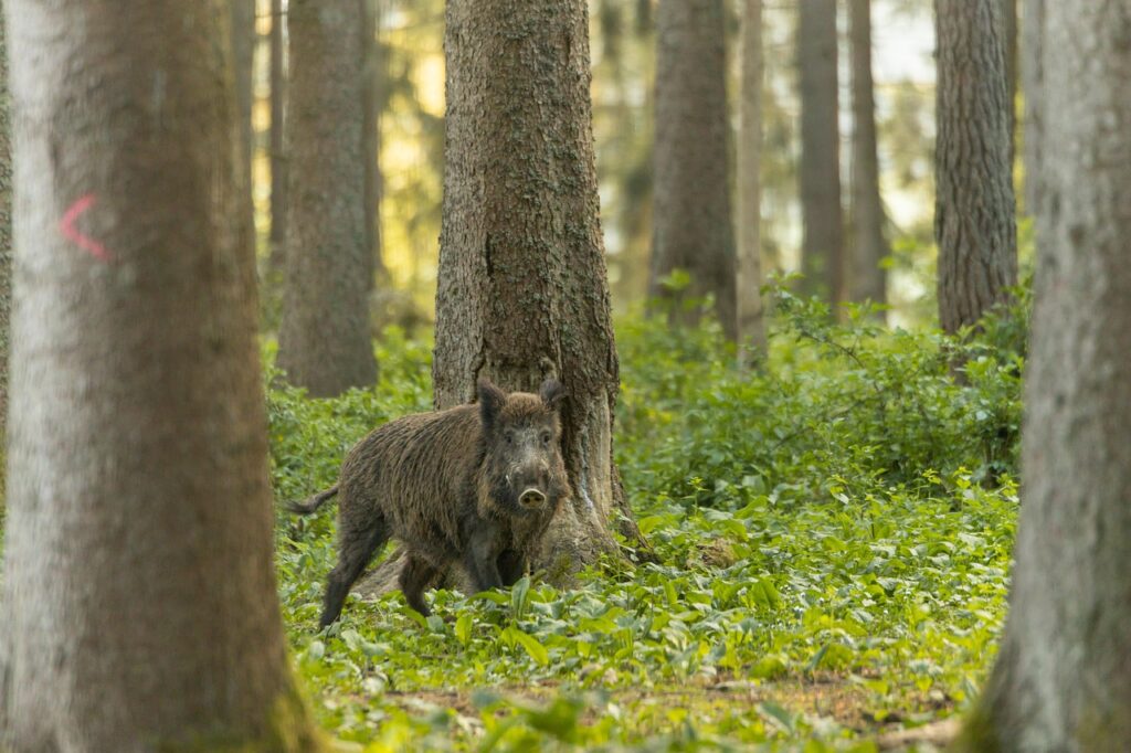 Wild boar in forest