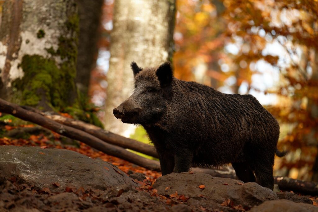 Wild boar in forest