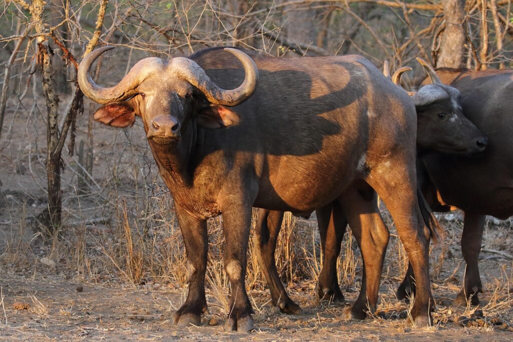 water buffalo