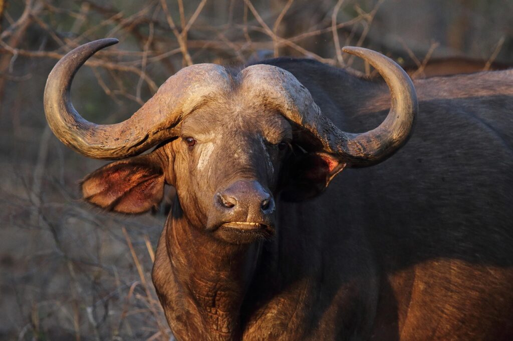 water buffalo