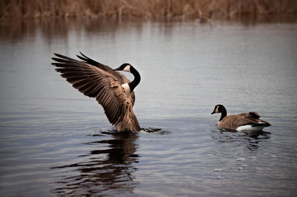 Canadian Geese
