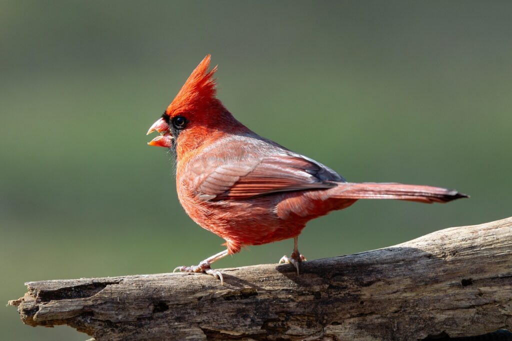 Vibrant Cardinal