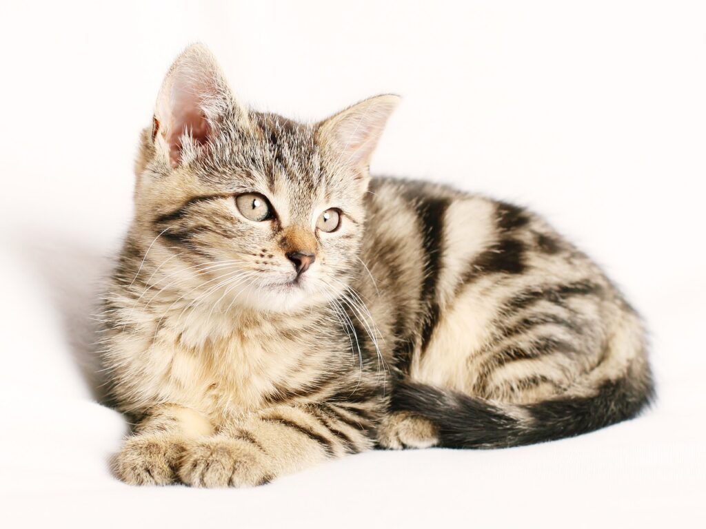 Tabby Cat