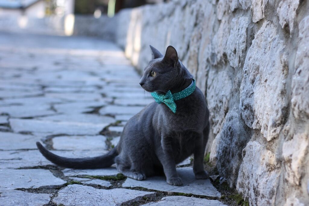 Russian Blue