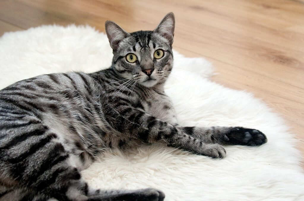 Tabby cat