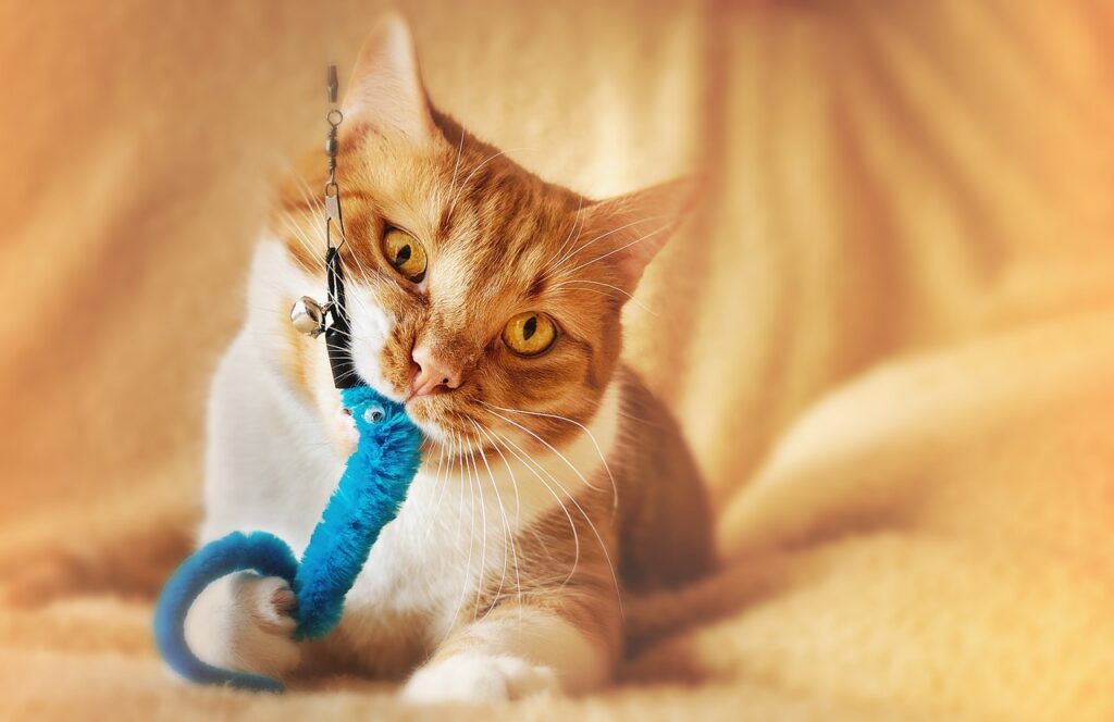 Cat playing with toy