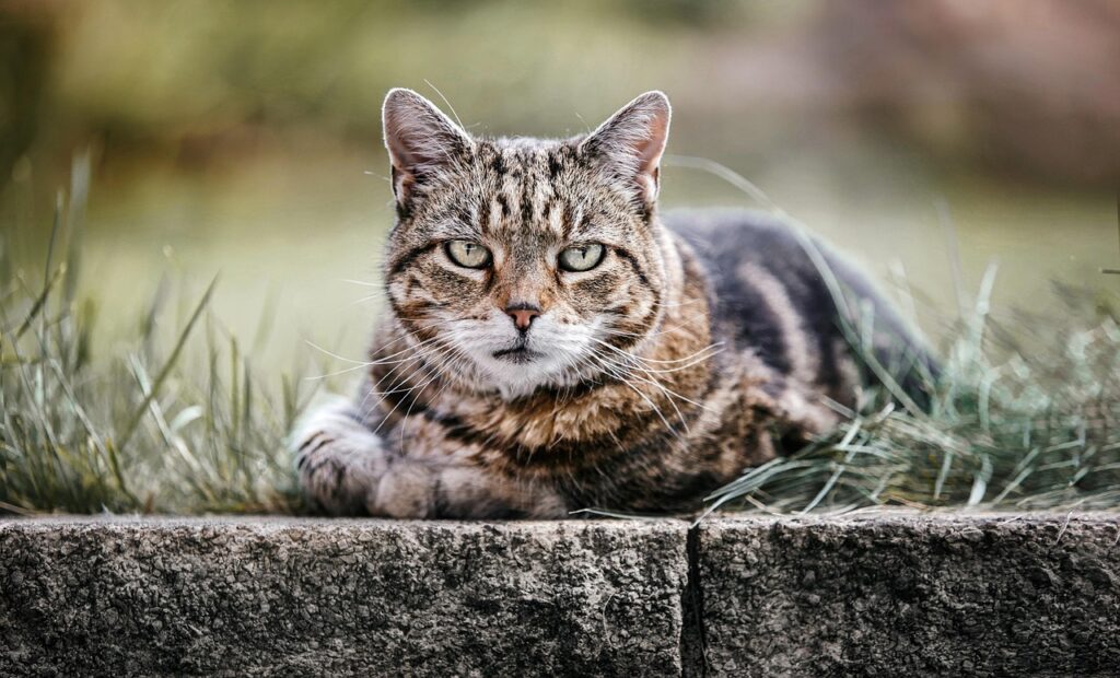 Tabby cat