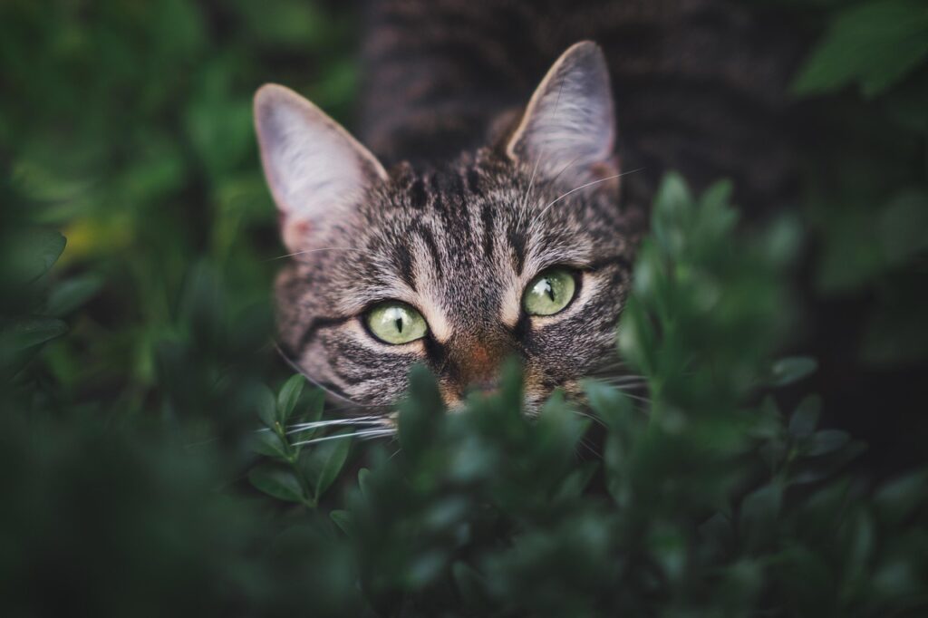Tabby Cat