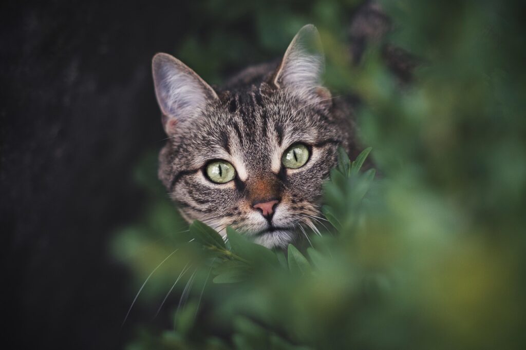 Tabby cat